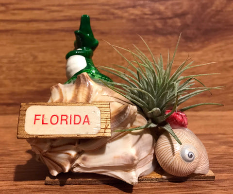 Tilla Critters Al - Rida One of a Kind Airplant Creations by Chili Fiesta Handiworks