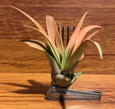 Tilla Critters Fork in the Road One of a Kind Airplant Creations by Chili Fiesta Handiworks
