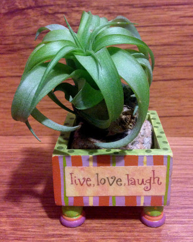 Tilla Critters Lovely Lucy One of a Kind Air Plant Creations from Chili Fiesta HandiWorks