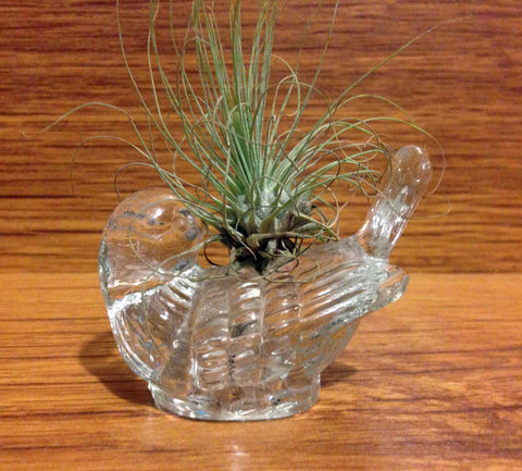 Tilla Critters Robin's Nest One of a Kind Air Plant Creations from Chili Fiesta HandiWorks