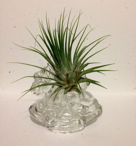 Tilla Critters Rocking Robin One of a Kind Air Plant Creations from Chili Fiesta HandiWorks