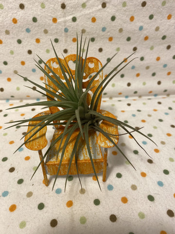 Tilla Critters Sitting Pretty One of a Kind Airplant Creations by Chili Fiesta Handiworks