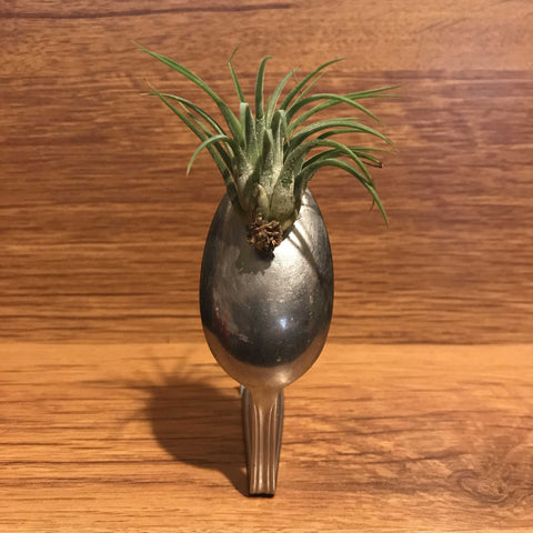 Tilla Critters Spooning One of a Kind Airplant Creations by Chili Fiesta Handiworks